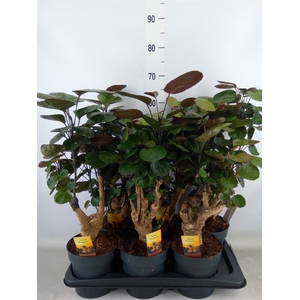 Polyscias scutellaria 'Fabian'