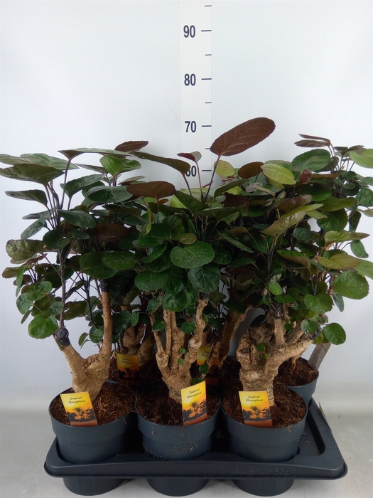 <h4>Polyscias scutellaria 'Fabian'</h4>