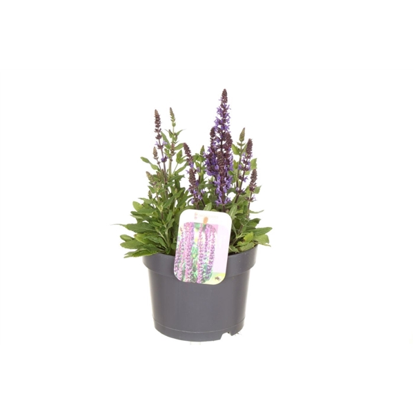 <h4>Salvia nemorosa Synchro Blue</h4>