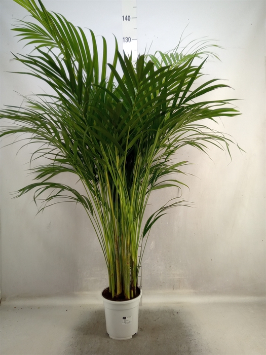 <h4>Dypsis lutescens   ...Chrysalidoca</h4>