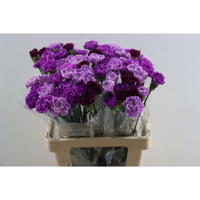 <h4>Di St Mix Florigene</h4>