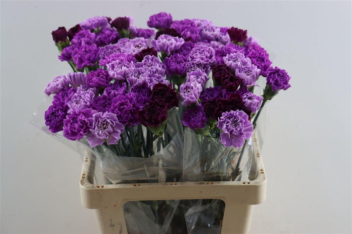 <h4>Di St Mix Florigene</h4>