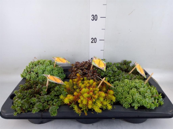 <h4>Sedum ...mix</h4>