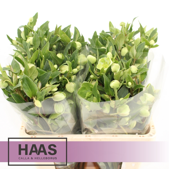 <h4>HELLEB MAGNIF BELLS 4 X 5st.</h4>