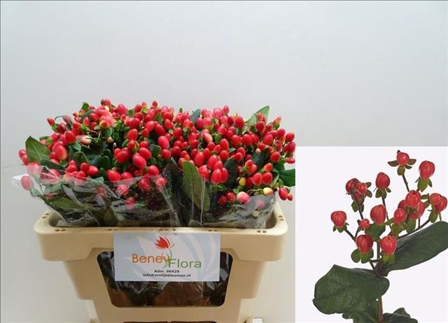 <h4>Hypericum Go Top</h4>