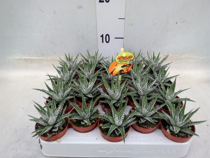 <h4>Haworthia fasciala 'Alba'</h4>