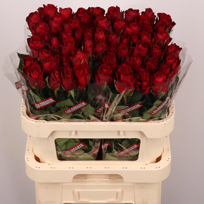 <h4>R GR MADAM RED</h4>