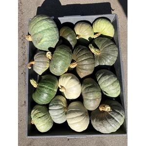 . Cucurbita Pepo