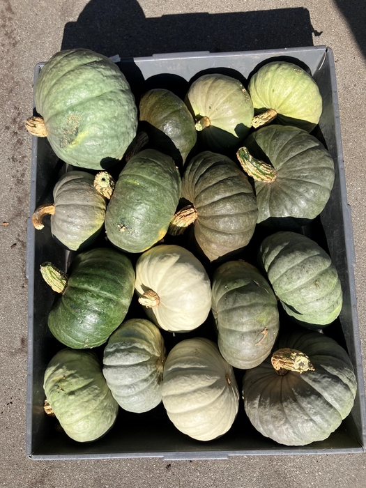 <h4>. Cucurbita Pepo</h4>