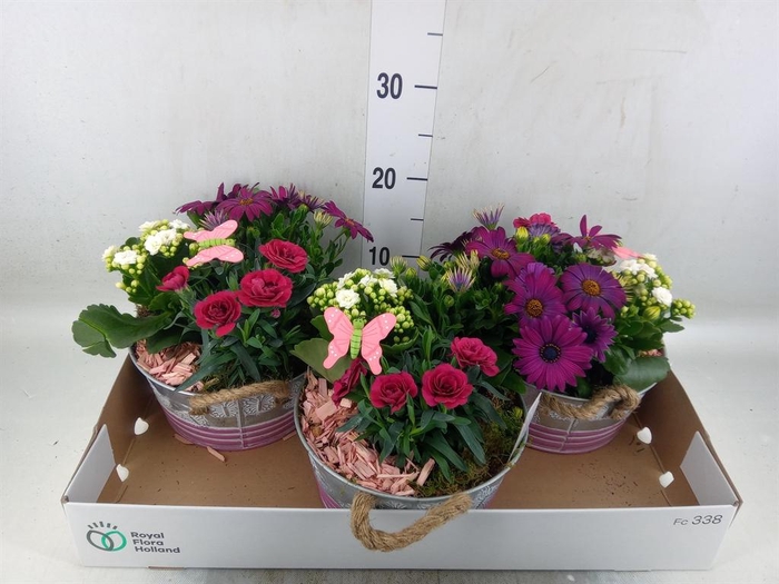 <h4>Arr.   Tuinplanten L%</h4>