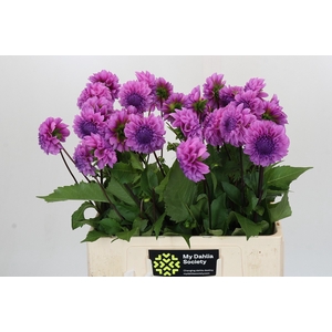 Dahlia Robann Regal