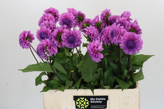 <h4>Dahlia Robann Regal</h4>