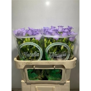 Camp M Champion Lavender