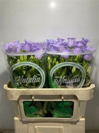 <h4>Camp M Champion Lavender</h4>