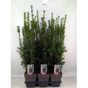 Taxus baccata   ...
