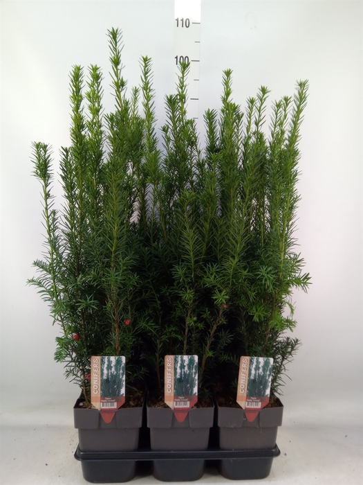 <h4>Taxus baccata   ...</h4>