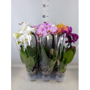 Phalaenopsis  'Elegant Cascade'