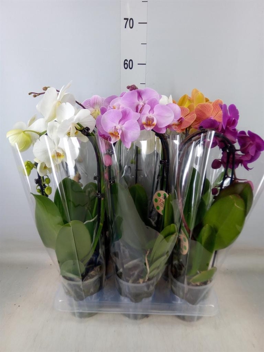 <h4>Phalaenopsis  'Elegant Cascade'</h4>