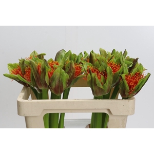 Scadoxus multiflorus 'Torch'