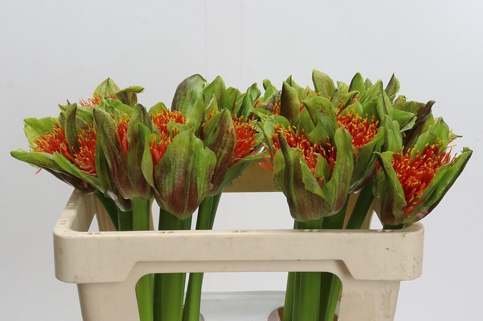 <h4>Scadoxus multiflorus 'Torch'</h4>