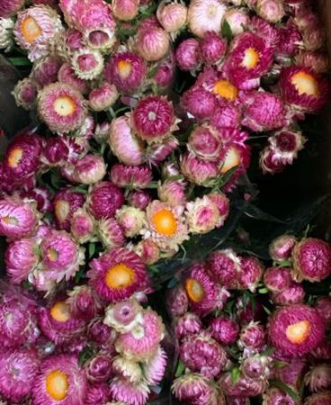 <h4>Helichrysum Pink</h4>