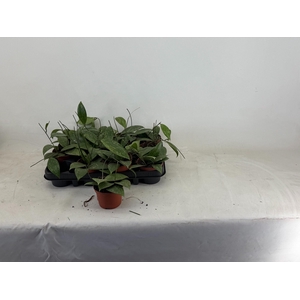 HOYA OV