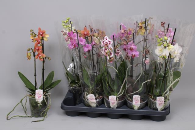 <h4>PHAL MF GEM 6 KL</h4>