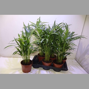 Dypsis Lutescens