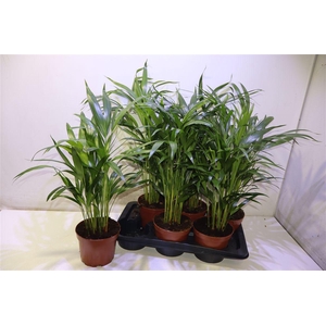 Dypsis Lutescens