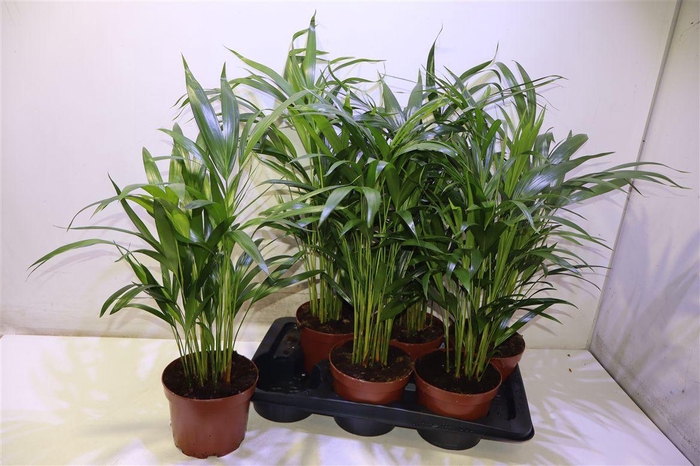 <h4>Dypsis Lutescens</h4>