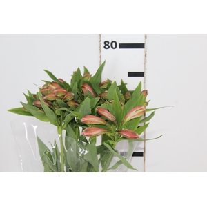 ALSTROEMERIA MILOS 080 CM