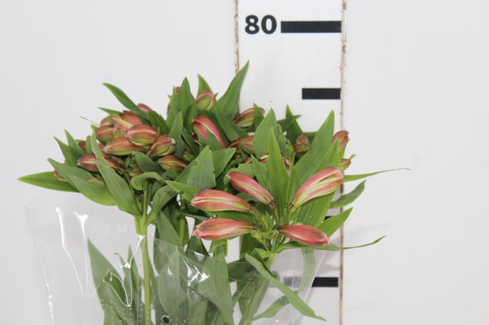 <h4>ALSTROEMERIA MILOS 080 CM</h4>
