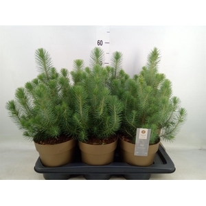 Pinus pinea 'Silver Crest'
