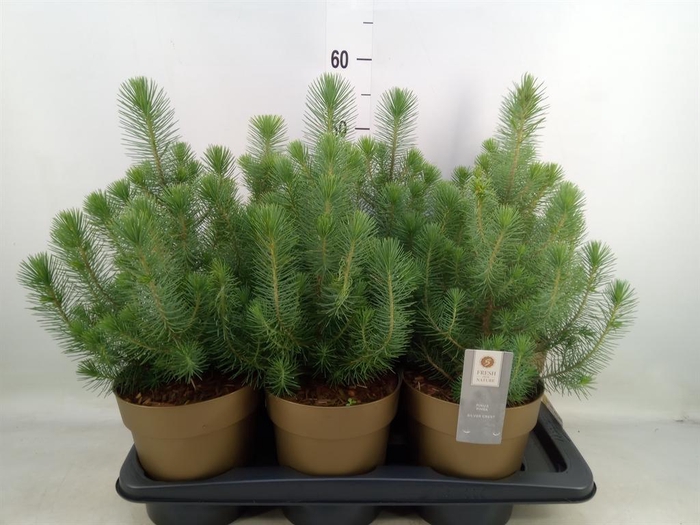 <h4>Pinus pinea 'Silver Crest'</h4>