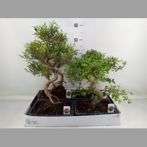 Bonsai   ...mix