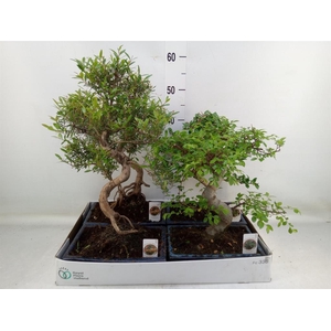 Bonsai   ...mix