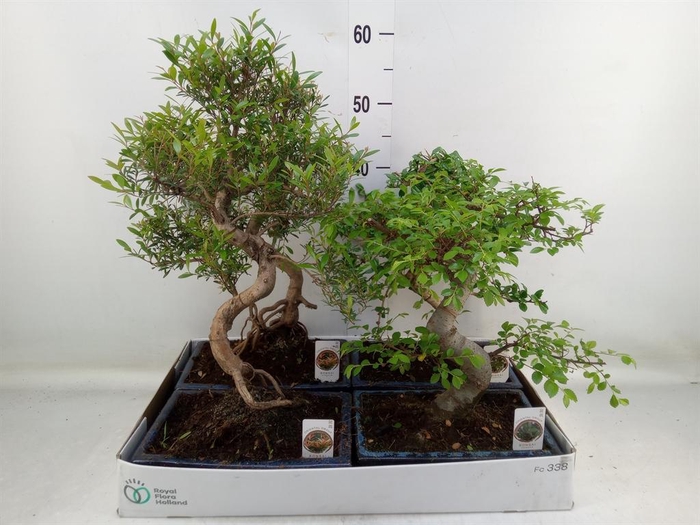 <h4>Bonsai ...mix</h4>