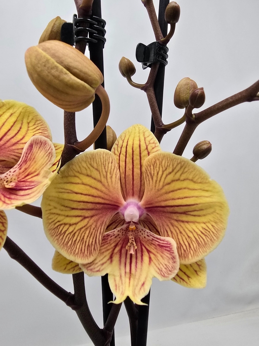 <h4>Limited 40 week 6</h4>