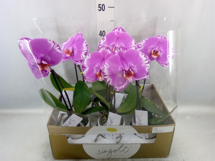 <h4>Phalaenopsis   ...</h4>