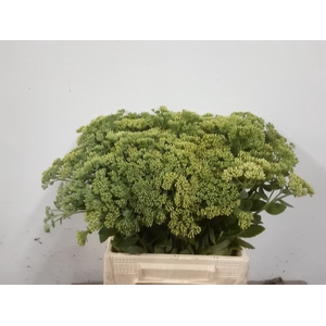 SEDUM SPECTABILE