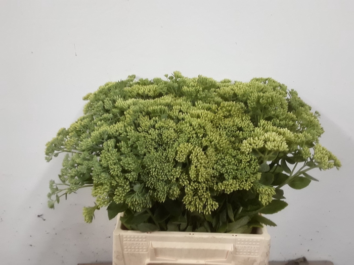 <h4>SEDUM SPECTABILE</h4>