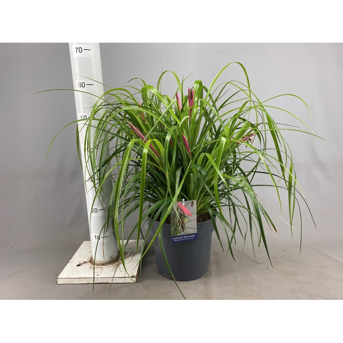 <h4>BILLBERGIA X WINDII</h4>