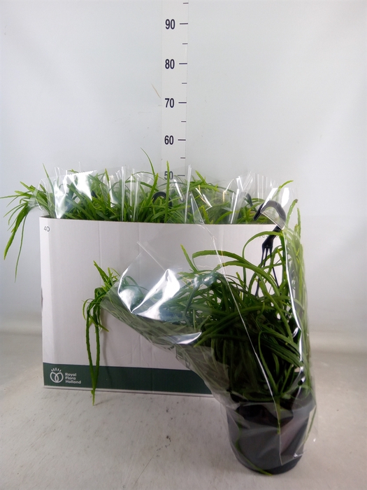 <h4>Lepismium bolivianum</h4>