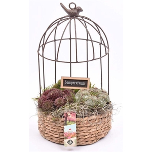 Gaasvogelhuis met touw 20cm