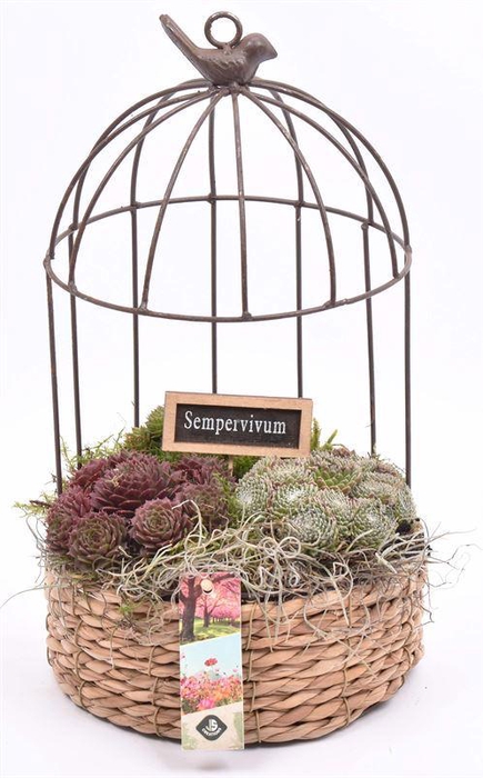 <h4>Gaasvogelhuis met touw 20cm</h4>