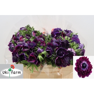 ANEM CO LEVAN BLU/ BORDO