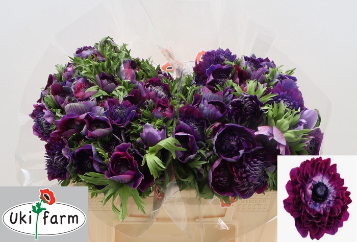 <h4>ANEM CO LEVAN BLU/ WINE</h4>