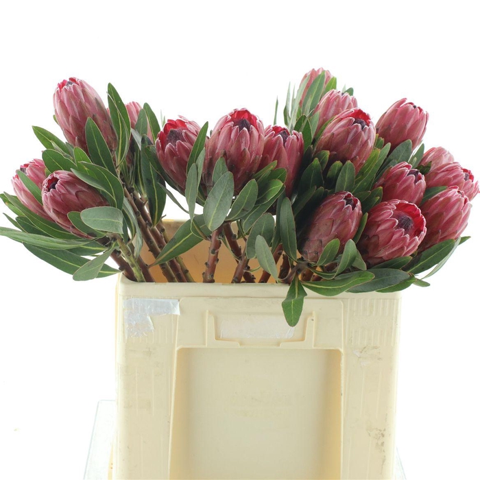 <h4>Protea Lancelot</h4>