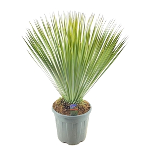 Yucca Rostrata