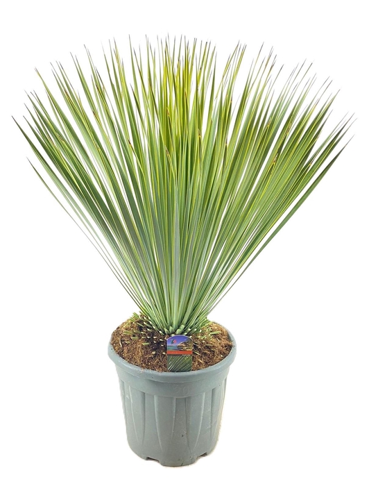 <h4>Yucca Rostrata</h4>